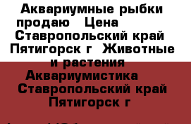 Аквариумные рыбки продаю › Цена ­ 1 000 - Ставропольский край, Пятигорск г. Животные и растения » Аквариумистика   . Ставропольский край,Пятигорск г.